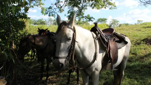Cheval dans la vallée de Risaralda