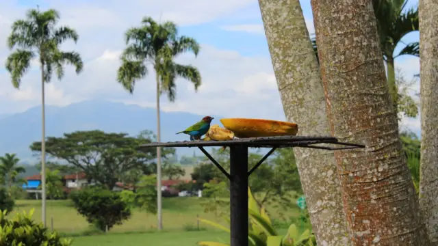 Les oiseaux de la région du café