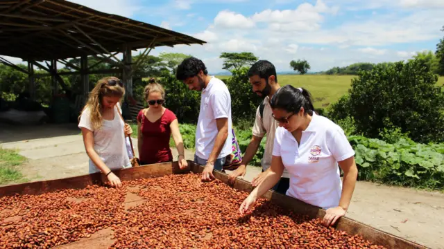 Exploitation de cacao