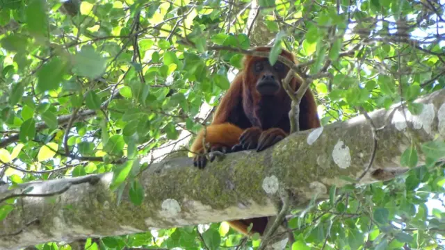 SInge hurleur des Llanos