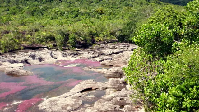 La rivière de Caño Cristales en Colombie