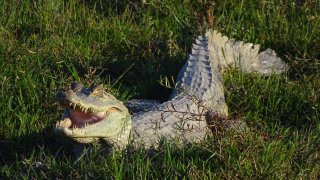 Un caiman des Llanos