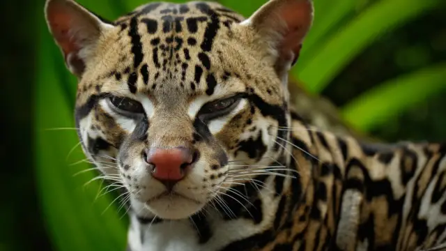 L'Oncille aussi appelé Léopard tigre