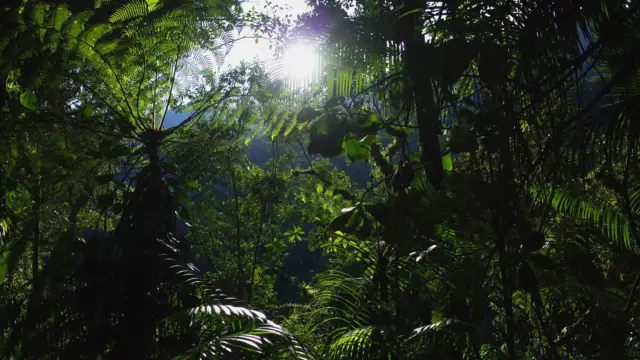 Dans la jungle en direction de la ciudad perdida