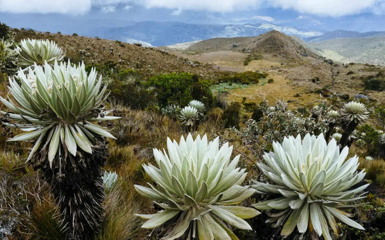 Paramo de Oceta dans le Boyaca en Colombie
