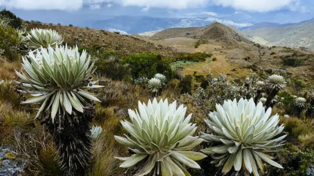 Séjour en altitude en Colombie
