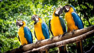 Les guacamayas de Colombie