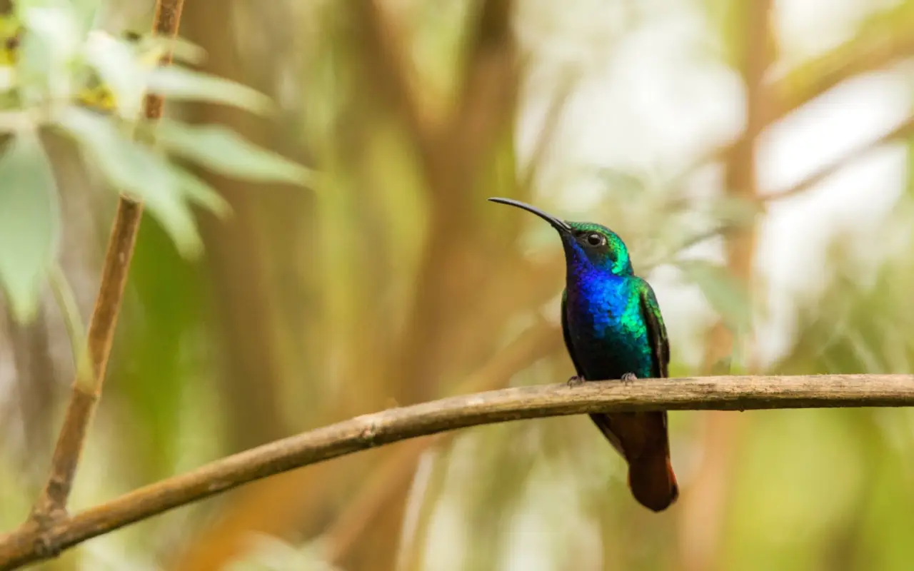 Le colibri, un oiseau présent en Colombie