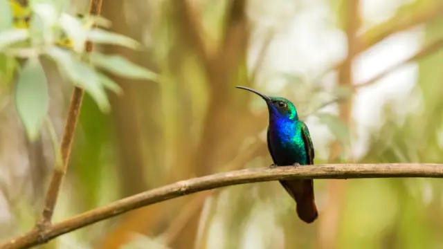 Les oiseaux endémiques