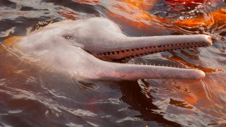 Le Boto, dauphin rose de la rivière Amazone