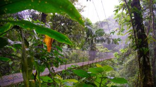 La végétation du Costa Rica dans le Parc National du volcan Arenal