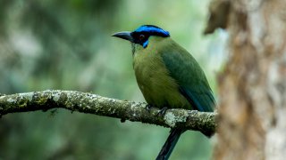 un oiseau de Colombie