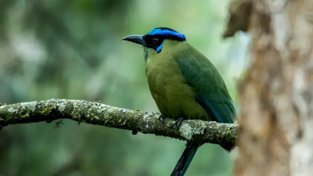 un oiseau de Colombie