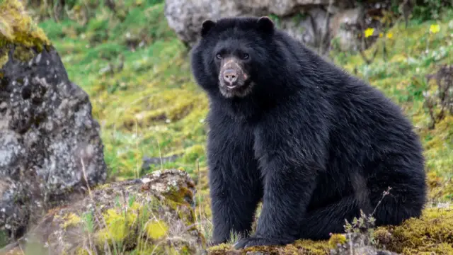 Ours dans le parc Chingaza près de Bogota en Colombie