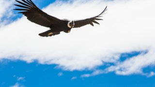 Le condor des Andes
