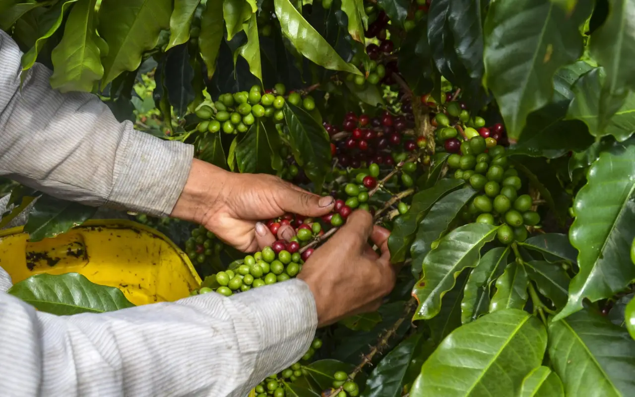 Récolte du café en Colombie