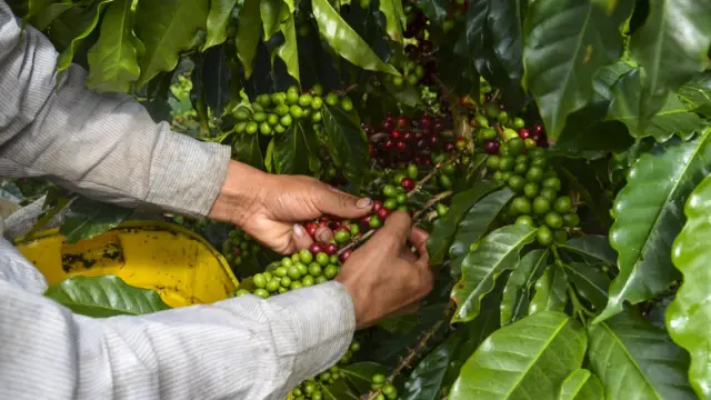 Juan Valdez et le café