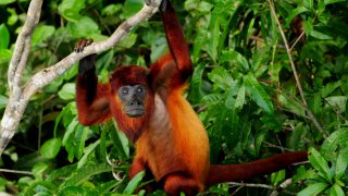 Le singe hurleur