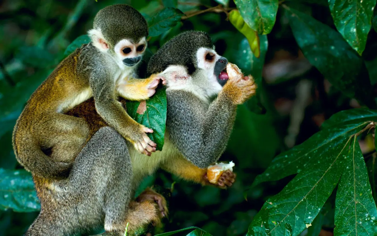 Des singes dans la forêt amazonienne