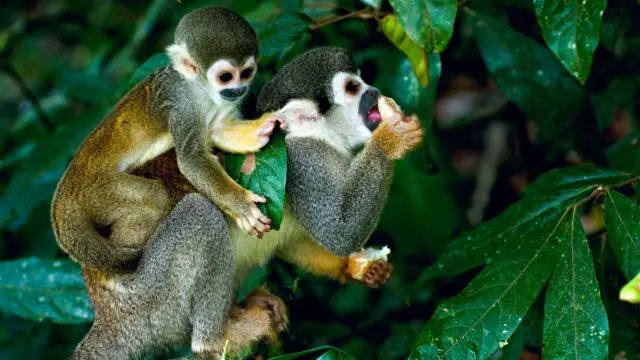 Faune et Flore de Colombie