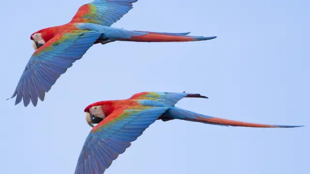 Vol d'Aras en Amazonie équatorienne