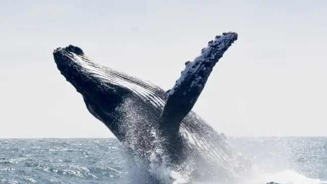 Une baleine en Colombie