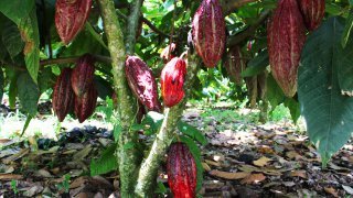 L'arbre du cacao