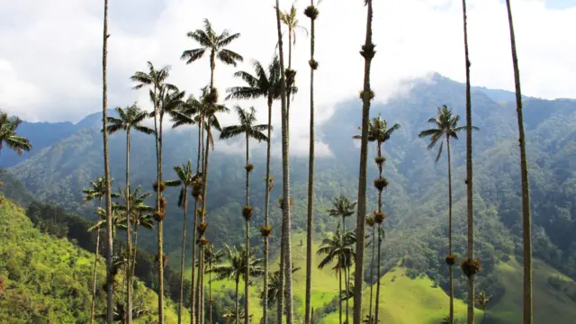 Palmiers de cire de la Vallée de Cocora en Colombie