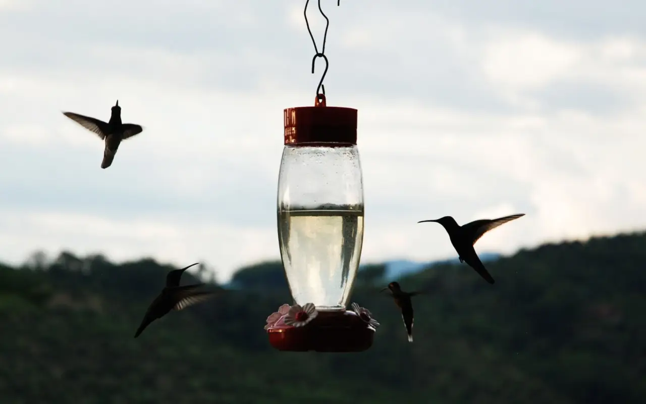 Colibris dans la région du café en Colombie