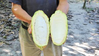Cacao de la Sierra Nevada de Sata Marta