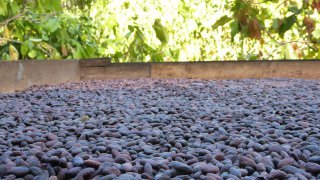 Fèves de cacao qui sèchent