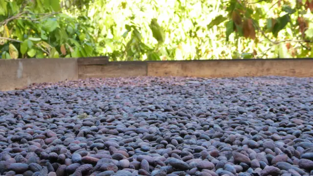 Fèves de cacao qui sèchent