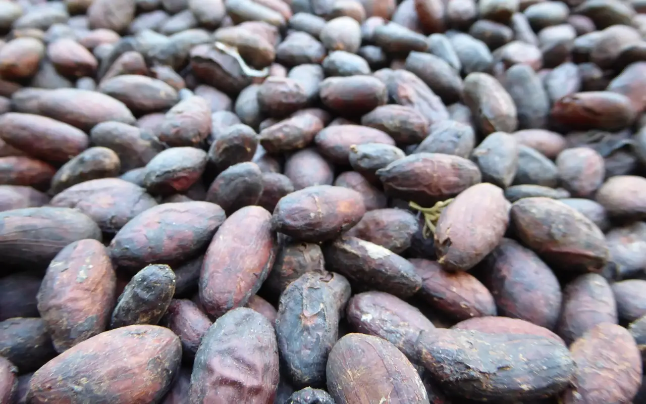 Fèves de cacao de Colombie