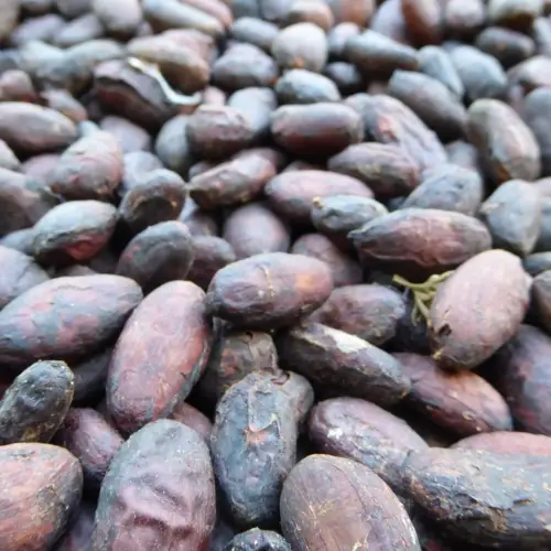 <b>Le cacao et le chocolat</b> en Colombie<br> Histoire et traditions