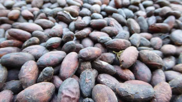 <b>Le cacao et le chocolat</b> en Colombie<br> Histoire et traditions