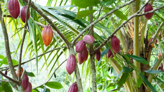 Des fèves de cacao au Pérou