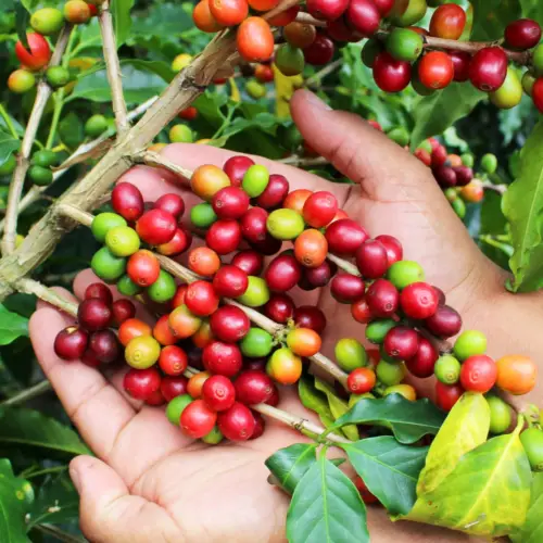 <b>Circuit famille en Colombie:</b><br> Café & Caraibes