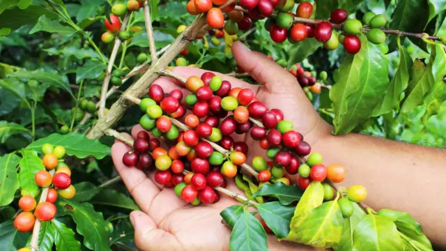 <b>Circuit famille en Colombie:</b><br> Café & Caraibes