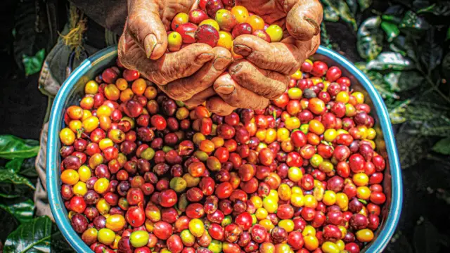<b>La Colombie andine et coloniale </b>:<br> sur la route de l&rsquo;or et du café