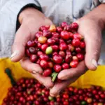 Cerises de café de la région du café en Colombie