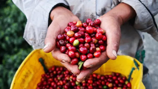 <b>La région du café</b><br> en Colombie