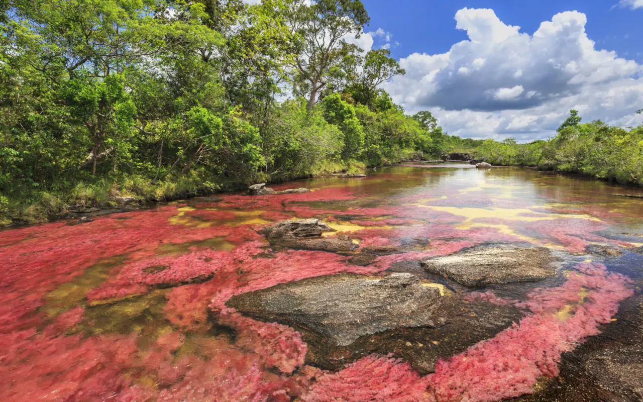 Caño cristales - voyager en Colombie
