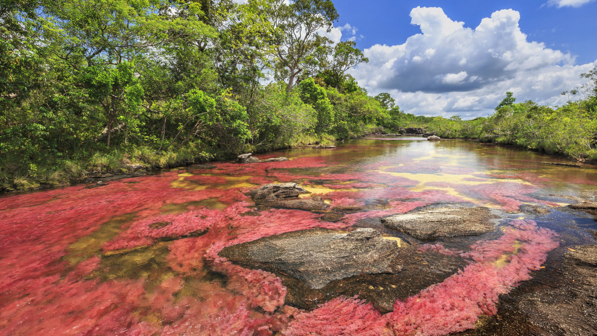 Caño cristales - voyager en Colombie