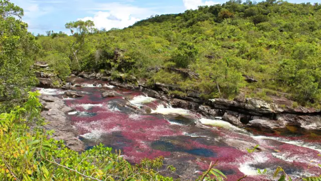 La rivière de Caño Cristales en Colombie