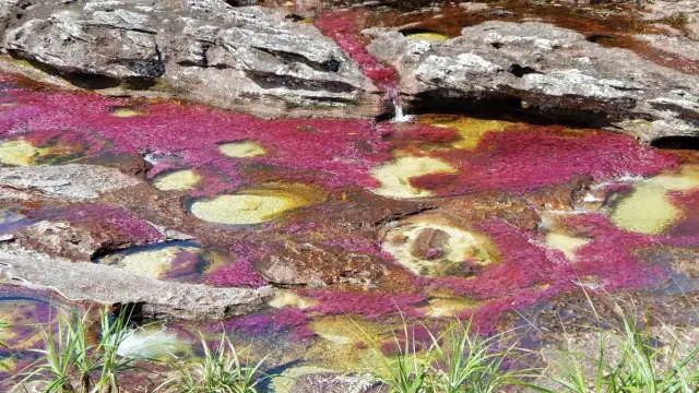 Caño Cristales la rivière aux 7 couleurs en Colombie
