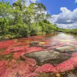 Caño Cristales, la rivière au 7 couleurs