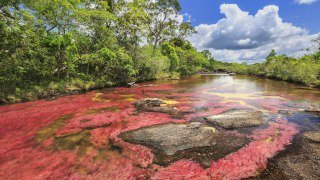 Caño Cristales, la rivière au 7 couleurs