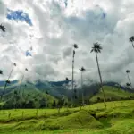 Les palmiers de cire de la vallée de Cocora