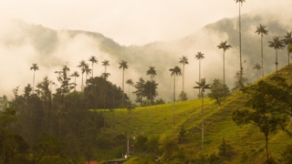 <b>La route du café en Colombie: </b><br>Que voir, que faire & infos pratiques