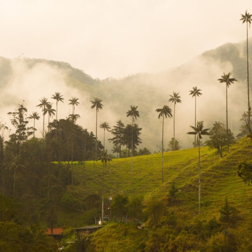 <b>La route du café en Colombie: </b><br>Que voir, que faire & infos pratiques